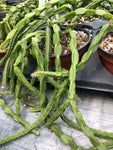 Rhipsalis paradoxa Spiral Jungle Cactus