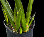 Sansevieria robusta Variegated | AMAZING PRODUCER Stock Plant | 3 Gallon