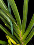 Sansevieria robusta Variegated | AMAZING PRODUCER Stock Plant | 3 Gallon