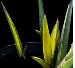 Sansevieria robusta Variegated | AMAZING PRODUCER Stock Plant | 3 Gallon