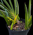 Sansevieria robusta Variegated | AMAZING PRODUCER Stock Plant | 3 Gallon