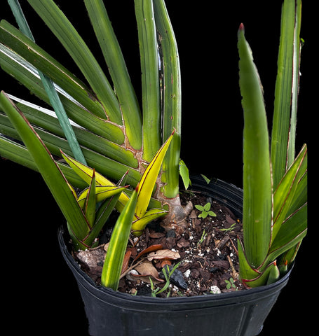 Sansevieria robusta Variegated | AMAZING PRODUCER Stock Plant | 3 Gallon
