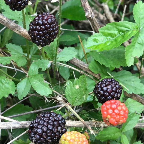 Rubus trivialis | Southern Dewberry | Florida Native Edible Landscape Plant - Paradise Found Nursery
