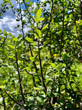 Bursera rupicola | Endangered New World Frankincense Species | Exact Huge Mother Tree