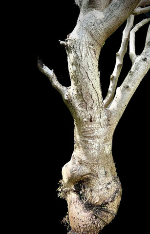 Bursera rupicola | Endangered New World Frankincense Species | Exact Huge Mother Tree