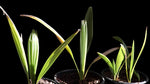 Sabal Palm | Sabal minor | Florida Native Palm Tree