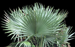 Sabal Palm | Sabal minor | Florida Native Palm Tree