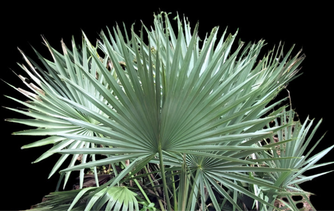 Sabal Palm | Sabal minor | Florida Native Palm Tree