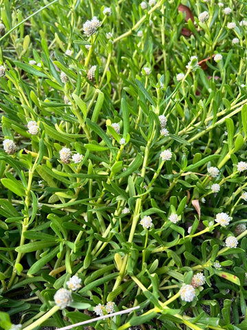 Samphire Silverhead | Blutaparon vermiculare | Florida Native Succulent Groundcover - Paradise Found Nursery