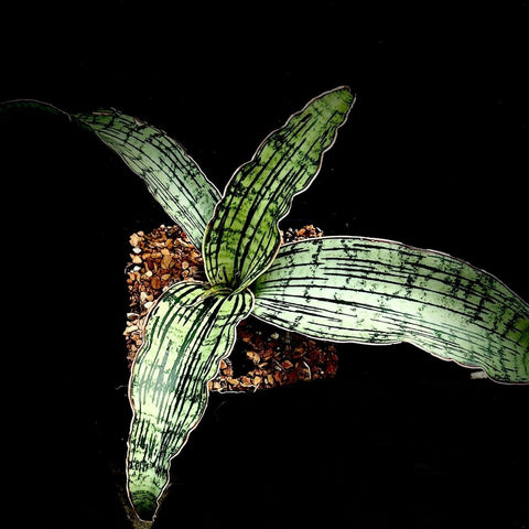 Sansevieria Cleopatra | Beautiful Dracaena Hybrid | Large Offsets - Paradise Found Nursery