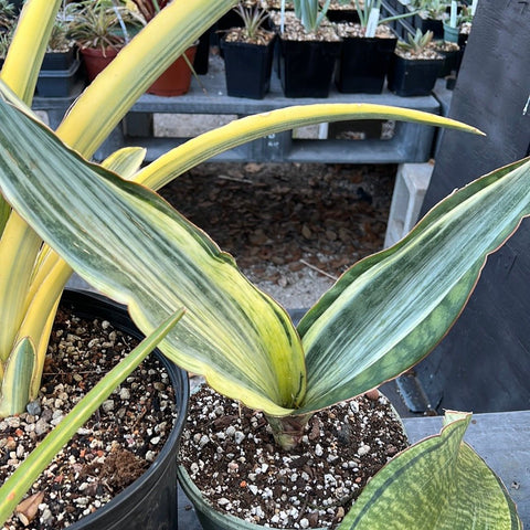 Sansevieria cv 'Bruda' Masoniana variegated x Elliptica Hybrid - Paradise Found Nursery