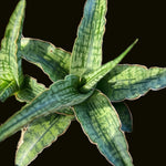 Sansevieria Fenomenal Beautiful Silver Dracaena Hybrid Offsets - Paradise Found Nursery