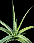 Sansevieria Fenomenal | Silver Dracaena Hybrid | Large Size - Paradise Found Nursery