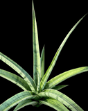 Sansevieria Fenomenal | Silver Dracaena Hybrid | Large Size - Paradise Found Nursery