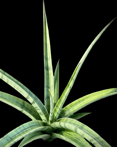 Sansevieria Fenomenal | Silver Dracaena Hybrid | Large Size - Paradise Found Nursery