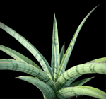 Sansevieria Fenomenal | Silver Dracaena Hybrid | Large Size - Paradise Found Nursery