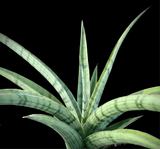 Sansevieria Fenomenal | Silver Dracaena Hybrid | Large Size - Paradise Found Nursery