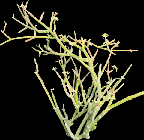 Sarcostemma socotranum RARE Socotra Milkweed (Cynanchum) - Paradise Found Nursery