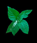 Scorpion Tail Flower | Heliotropum angiospermum | Florida Native Pollinator & Wildflower - Paradise Found Nursery