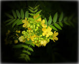 Senna ligustrina | Privet Senna | Sensitive Plant | Florida Native Shrub - Paradise Found Nursery