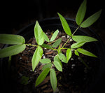 Senna ligustrina | Privet Senna | Sensitive Plant | Florida Native Shrub - Paradise Found Nursery