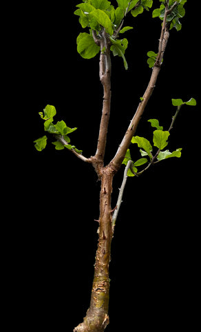 Sesamothamnus rivae Specimen A | Seed Grown Caudex Plant