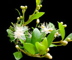 Simpson's Stopper | Myrcianthes fragrans | Florida Native Flowering Shrub | Seed Grown