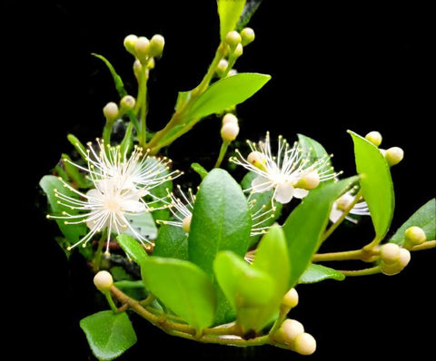 Simpson's Stopper | Myrcianthes fragrans | Florida Native Flowering Shrub | Seed Grown