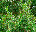 Simpson's Stopper | Myrcianthes fragrans | Florida Native Flowering Shrub | Seed Grown