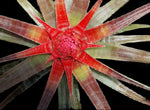 Sincoraea burle marxii (syn Orthophytum) | Rare Terrestrial Bromeliad - Paradise Found Nursery