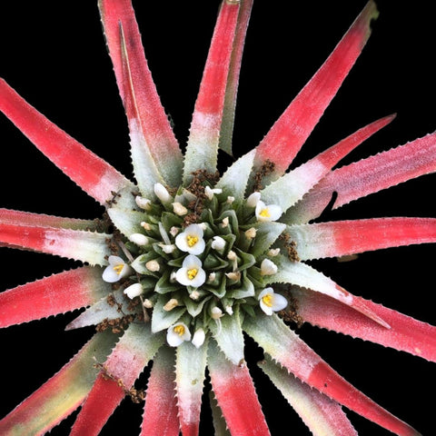 Sincoraea burle marxii (syn Orthophytum) | Rare Terrestrial Bromeliad - Paradise Found Nursery
