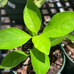 Snake Jasmine | Rhinacanthus nasutus | Herbal & Medicinal Plant - Paradise Found Nursery