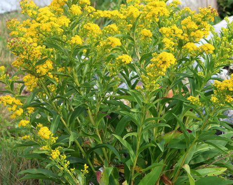 Seaside Goldenrod Solidago sempervirens Florida Native Wildflower