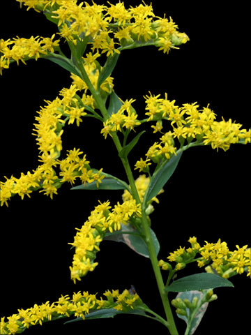 Elliots goldenrod Solidago latissimifolia Florida Native Wildflower