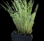 Pineywoods Dropseed | Sporobolus junceus | Florida & USA Native Bunch Grass