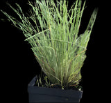 Pineywoods Dropseed | Sporobolus junceus | Florida & USA Native Bunch Grass