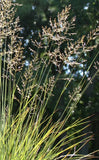 Pineywoods Dropseed | Sporobolus junceus | Florida & USA Native Bunch Grass