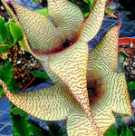 Stapelia gigantea (Starfish Cactus) 4" - Paradise Found Nursery