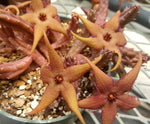 Stapelia schinzii Carrion Flower Asclepiad - Paradise Found Nursery