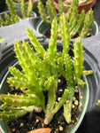Stapelia schinzii Carrion Flower Asclepiad - Paradise Found Nursery
