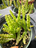 Stapelia schinzii Carrion Flower Asclepiad - Paradise Found Nursery