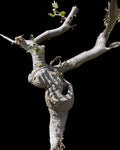 Bursera submoniliformis Elephant Tree Frankincense