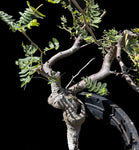 Bursera submoniliformis Elephant Tree Frankincense