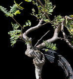 Bursera submoniliformis Elephant Tree Frankincense