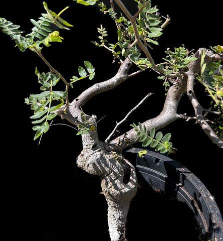 Bursera submoniliformis Elephant Tree Frankincense