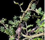 Bursera submoniliformis Elephant Tree Frankincense