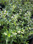 Swamp Twinflower | Dyschoriste humistrata | Florida Native Wildflower - Paradise Found Nursery