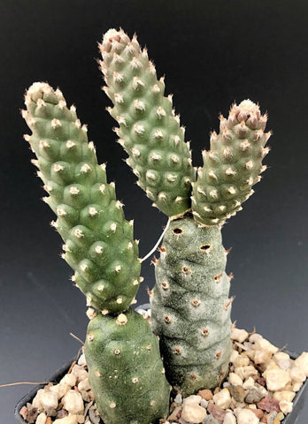 Tephrocactus diadematus inermis Pine Cone Cactus - Paradise Found Nursery