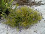 Bridge's and Orzell's Bluecurls | Trichostema bridgesii-orzellii | RARE New Endemic Florida Native Flower