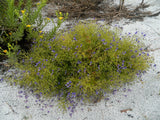 Bridge's and Orzell's Bluecurls | Trichostema bridgesii-orzellii | RARE New Endemic Florida Native Flower